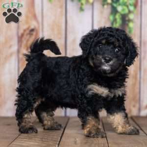 Ellie, Mini Bernedoodle Puppy